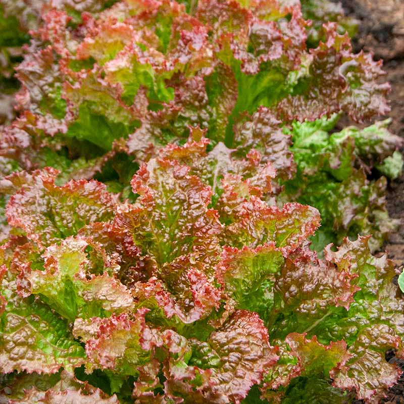 Lettuce New Red Fire MTO Seed
