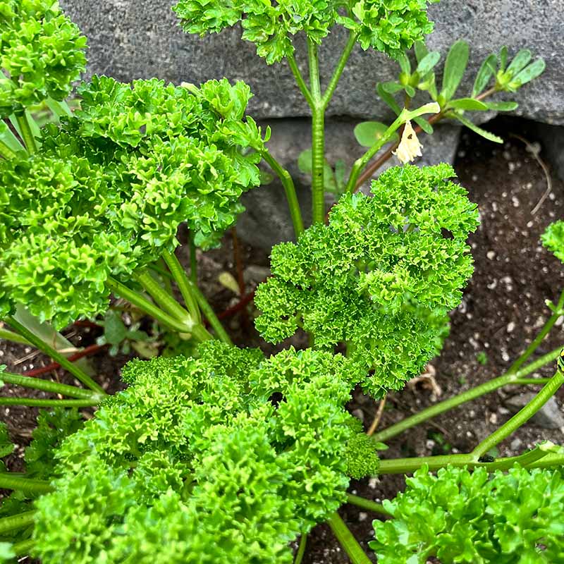Parsley Banquet Seed