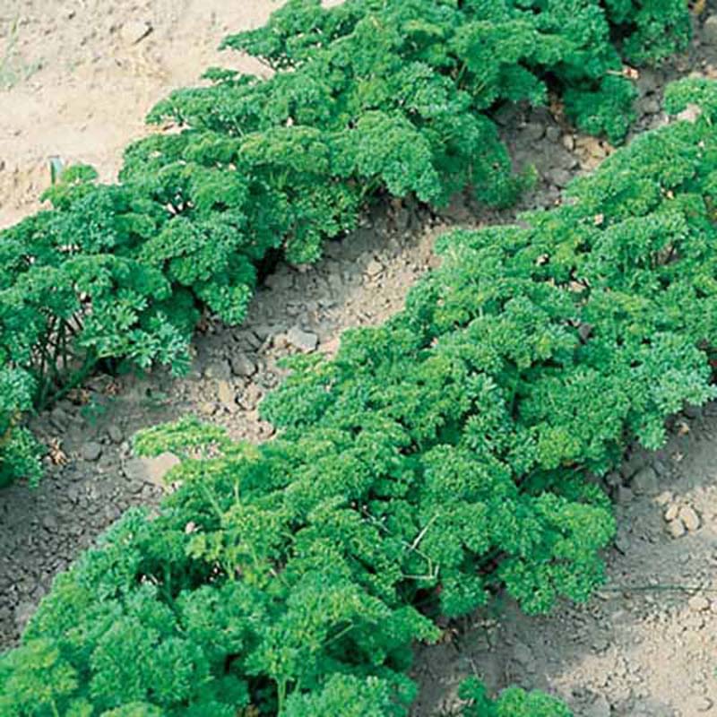 Parsley Banquet Seed