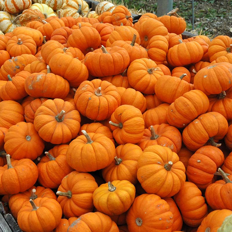 Pumpkin Munchkin Seed