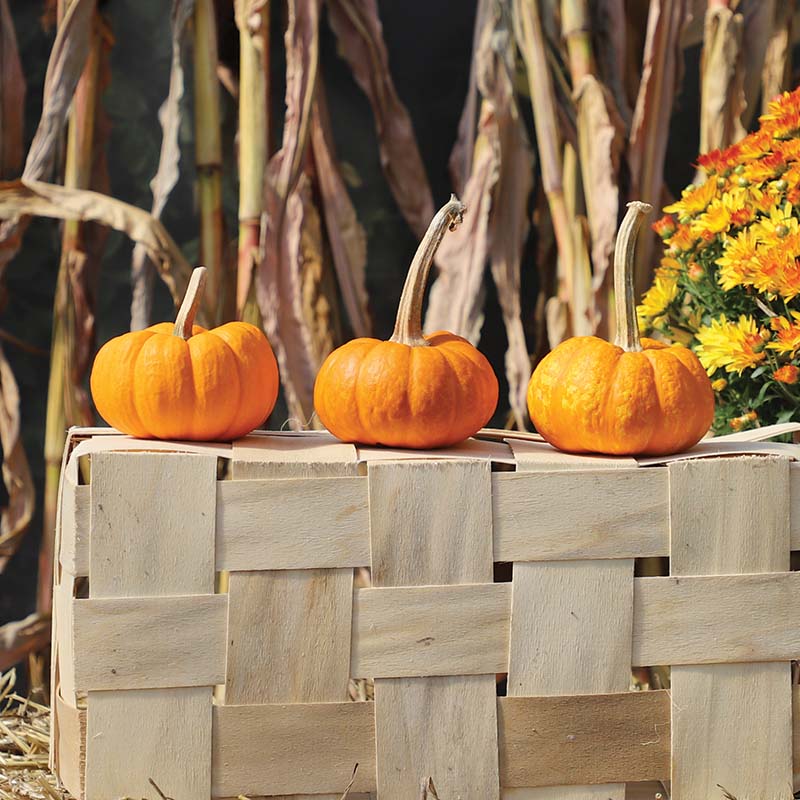 Pumpkin Munchkin Seed