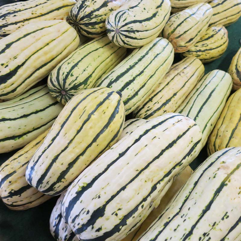 Squash Delicata Seed
