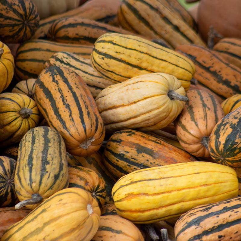 Squash Delicata Seed