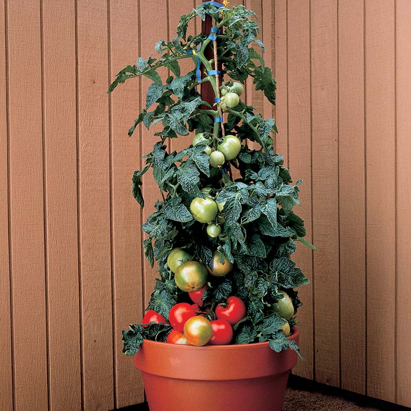 Tomato Husky Red F1 Seed