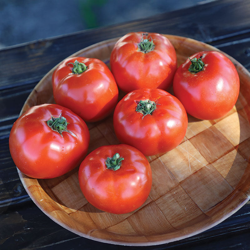 Tomato Mountain Fresh Plus F1 Seed