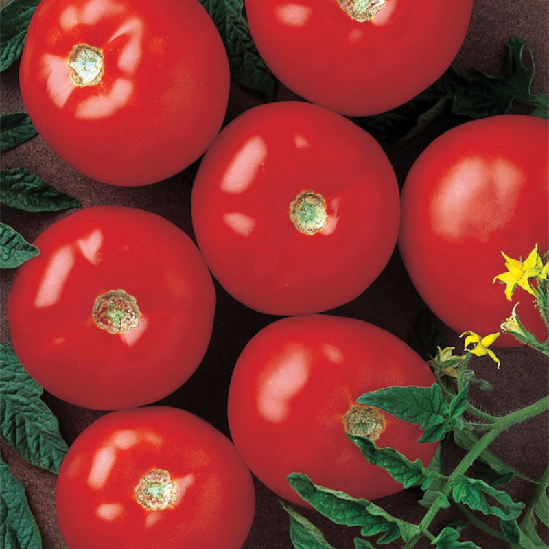 Tomato Mountain Fresh Plus F1 Seed