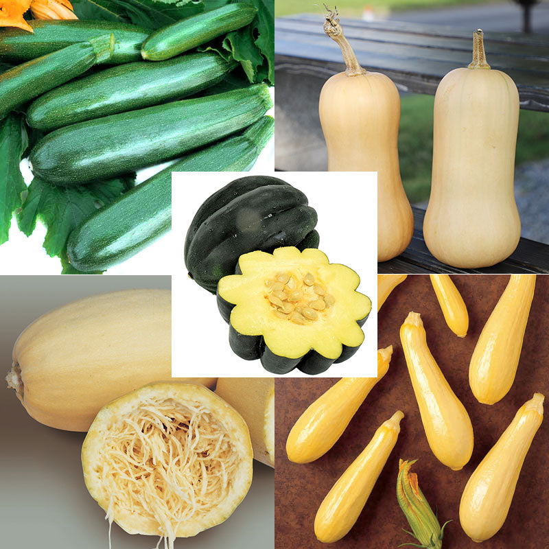 Squash Seed Collection - All Season Seed