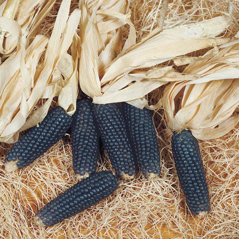 Ornamental Corn Mini Blue Popcorn Seed