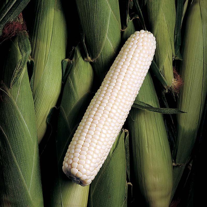 Sweet Corn Silver King F1 Seed