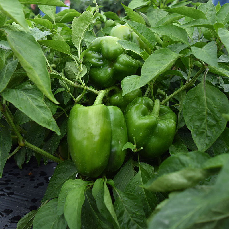 Pepper Revolution F1 Seed