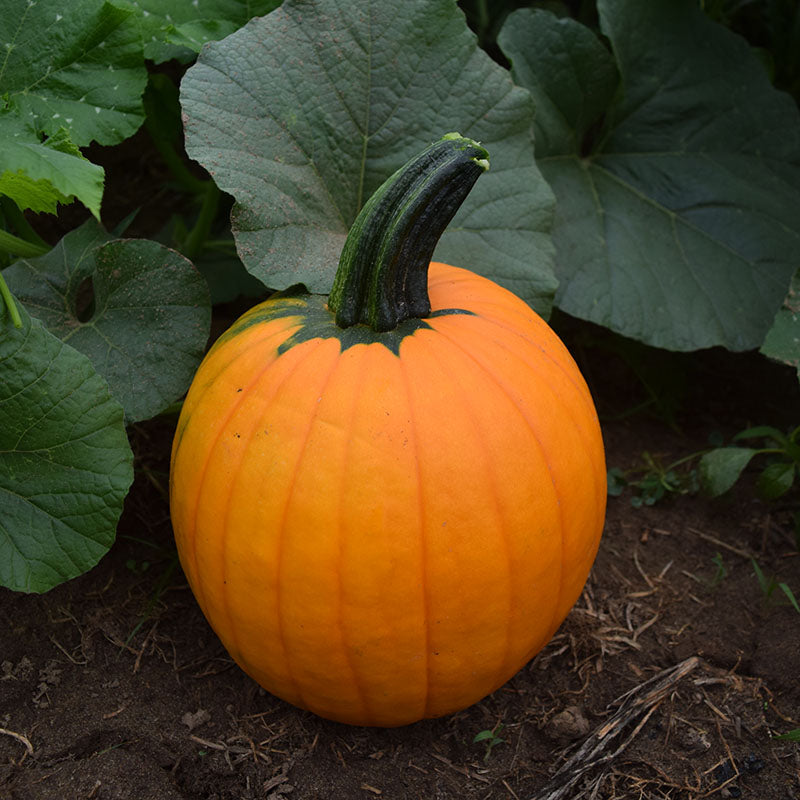 Pumpkin Magician F1 Seed