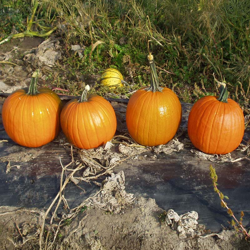 Pumpkin Magician F1 Seed