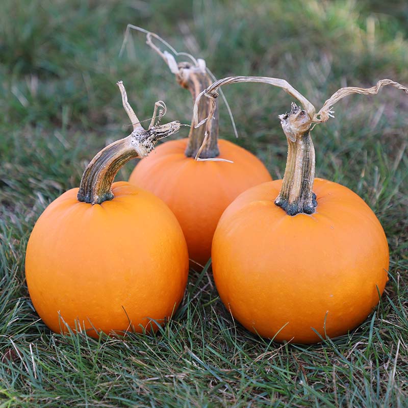Pumpkin Lil’ Ironsides F1 Seed