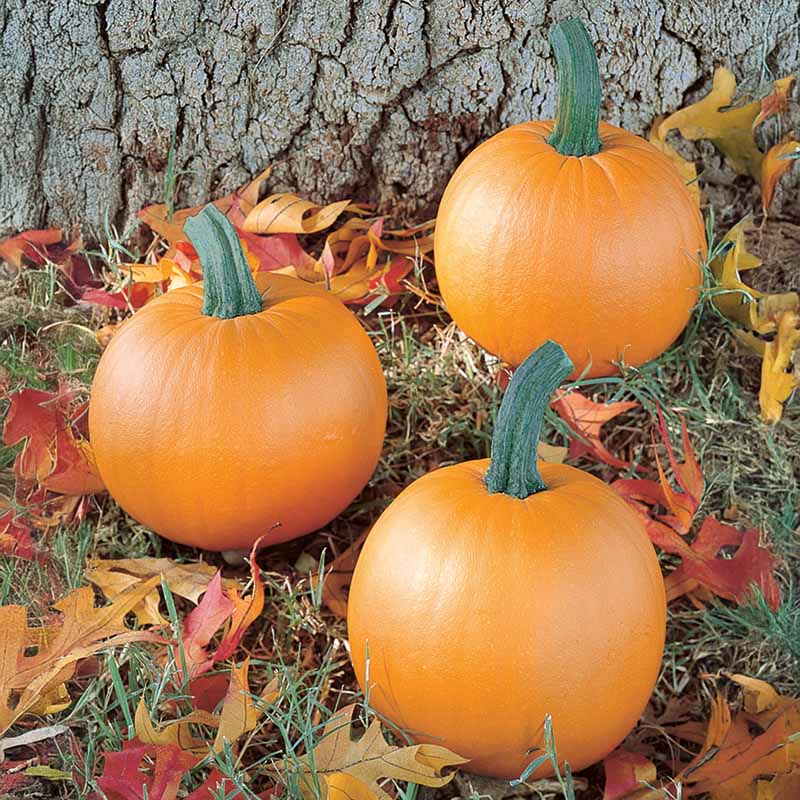 Pumpkin Lil’ Ironsides F1 Seed