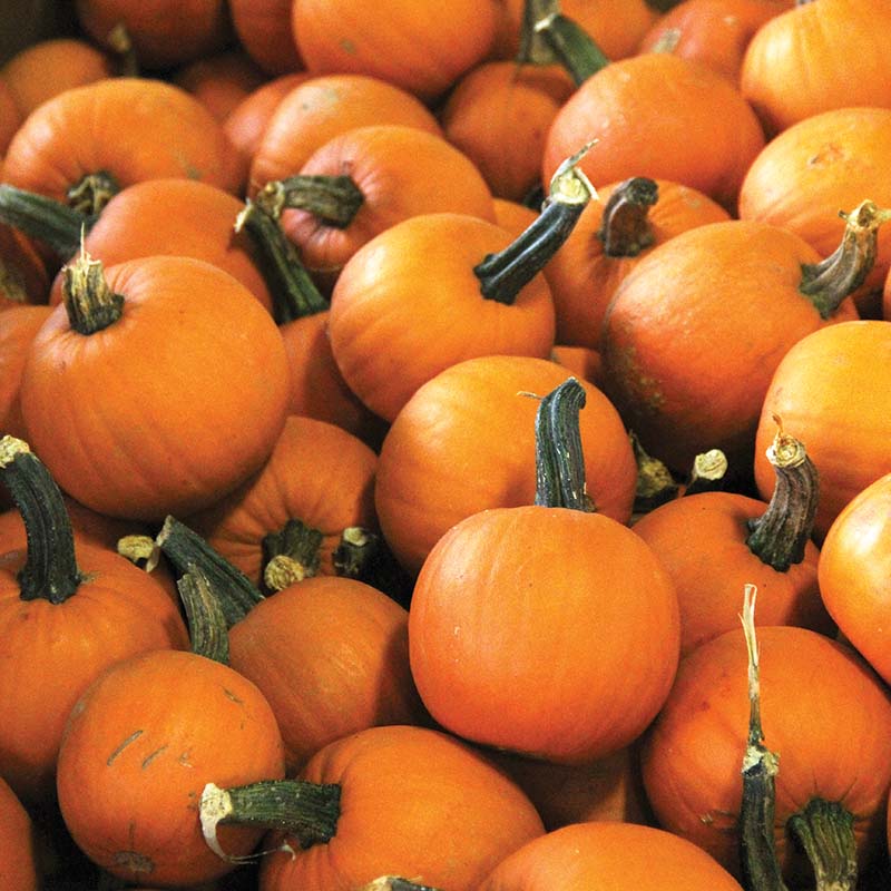 Pumpkin Lil’ Ironsides F1 Seed