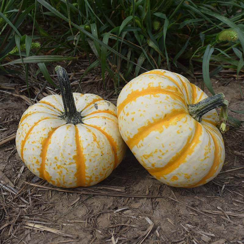 Pumpkin Lil Pump-Ke-Mon F1 Seed