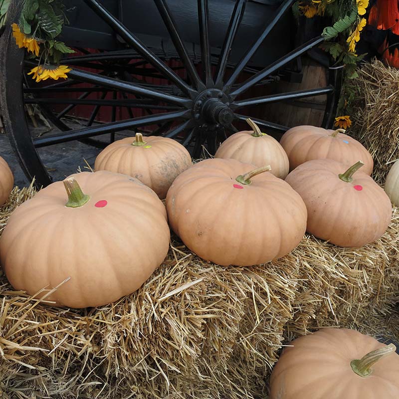 Pumpkin Long Island Cheese Seed