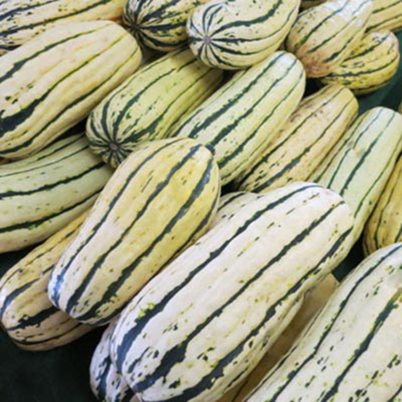Squash Bush Delicata Seed