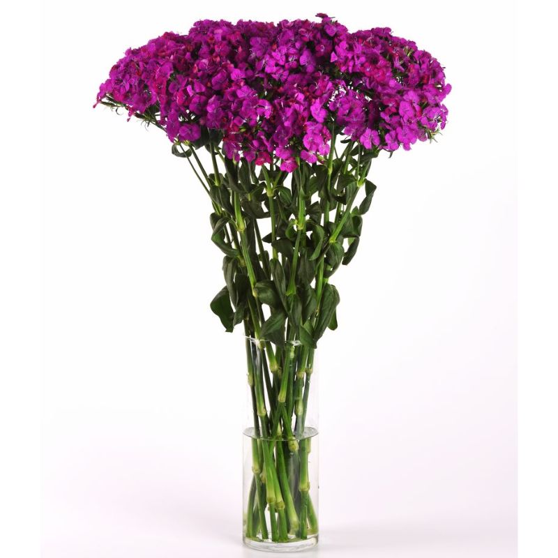 Dianthus Amazon Neon Purple F1 Seed