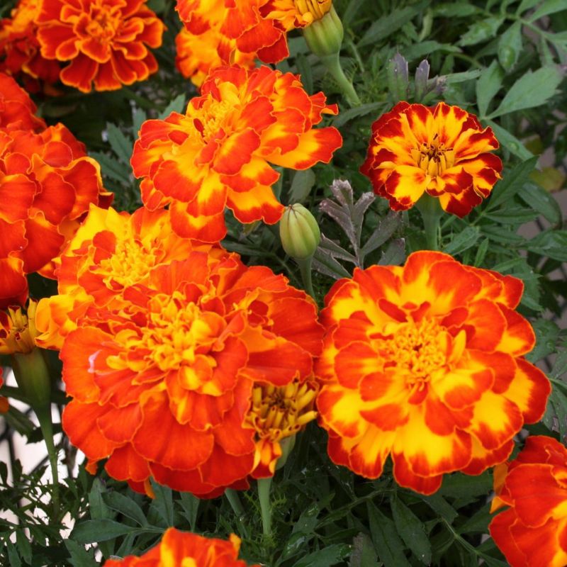 Marigold Safari Bolero Seed