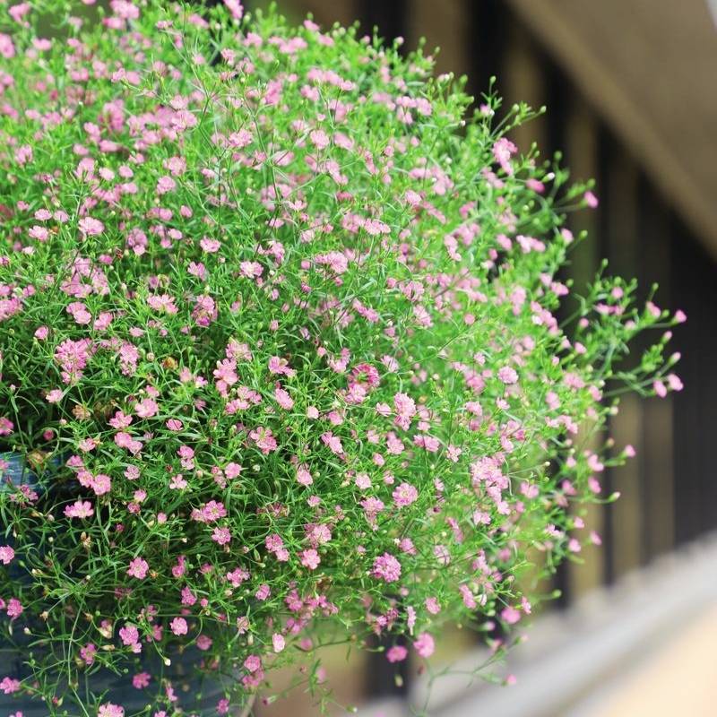 Gypsophila Gypsy Deep Rose Seed