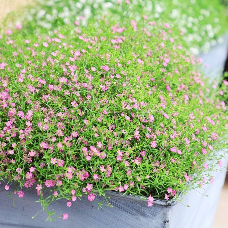 Gypsophila Gypsy Deep Rose Seed