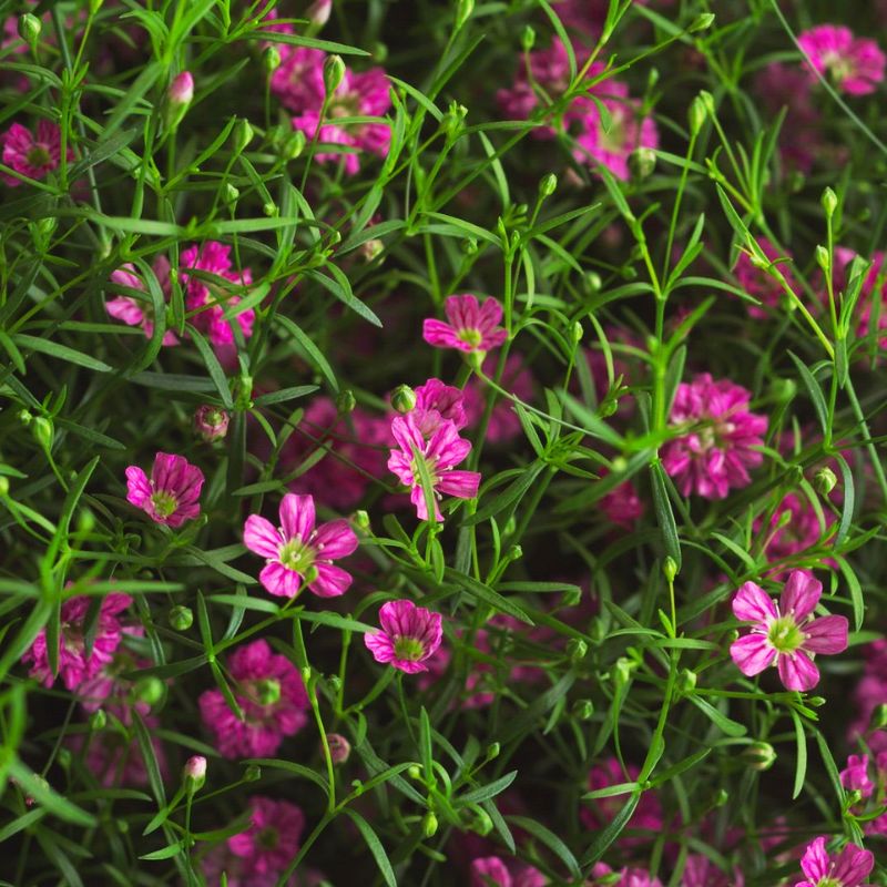 Gypsophila Gypsy Deep Rose Seed