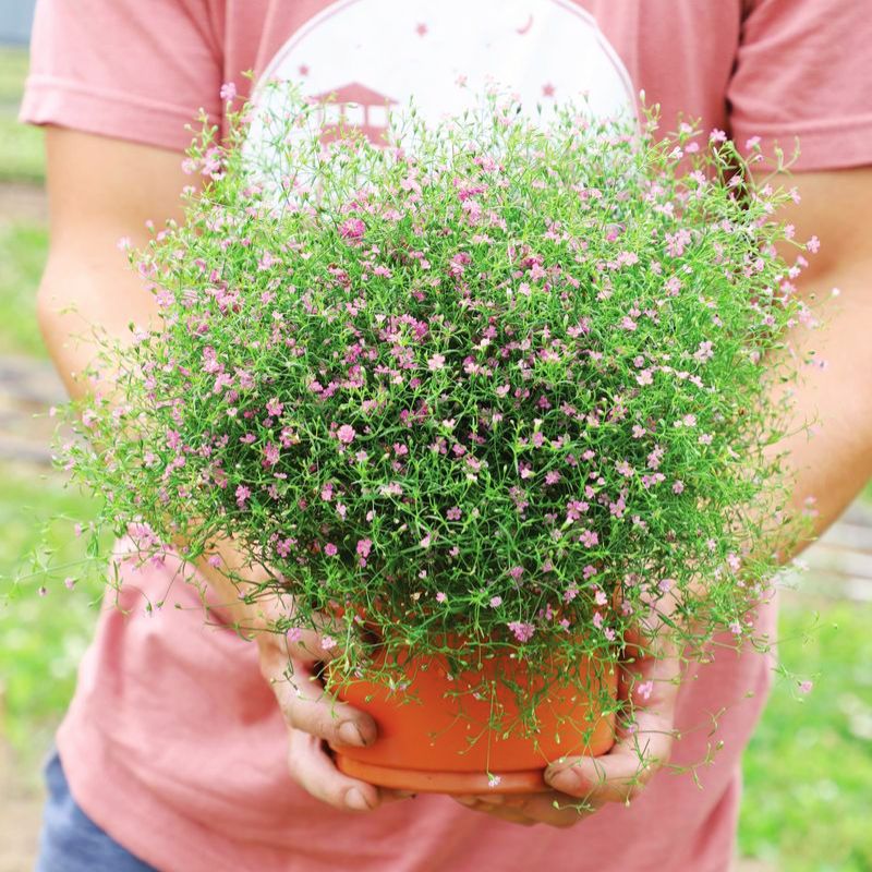 Gypsophila Gypsy Deep Rose Seed