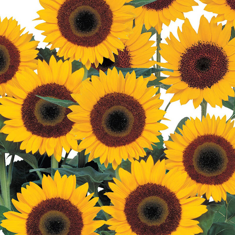 Sunflower Sunbright Supreme F1 Seed