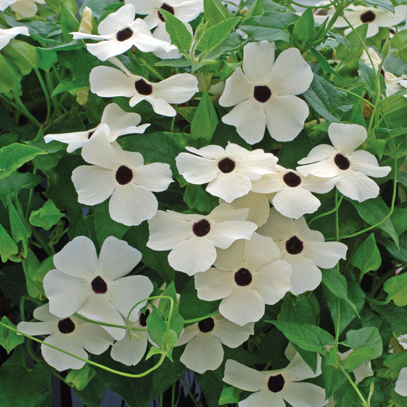 Thunbergia Alata Mixture Seed