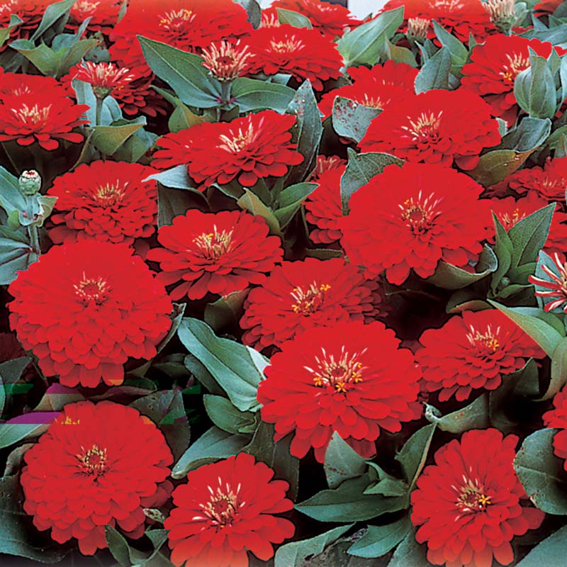 Zinnia Dreamland Red F1 Seed