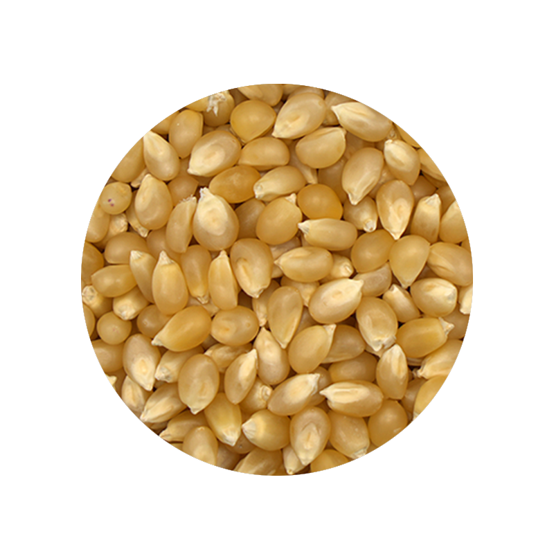 Bulk Foods - White Popcorn Kernels - Bulk Bin 1663 (25 pounds)