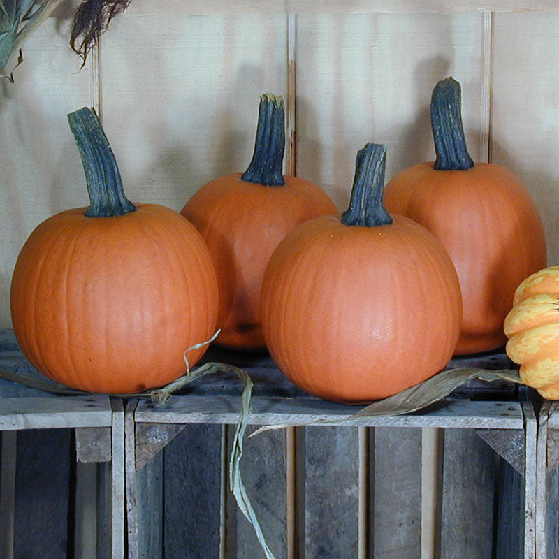 Pumpkin Mischief F1 Seed