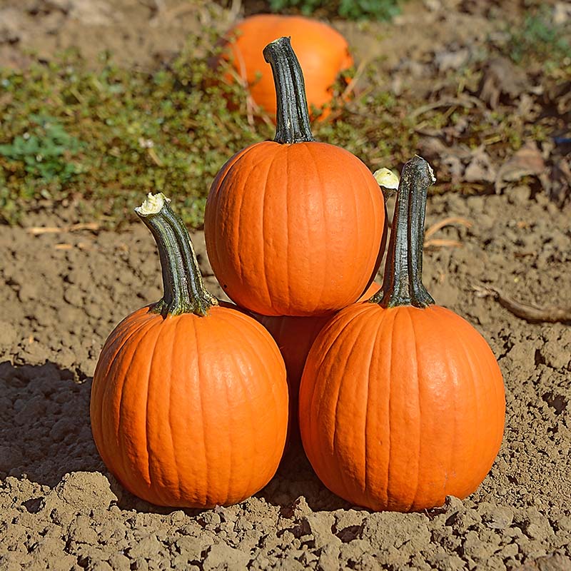 Pumpkin Mischief F1 Seed