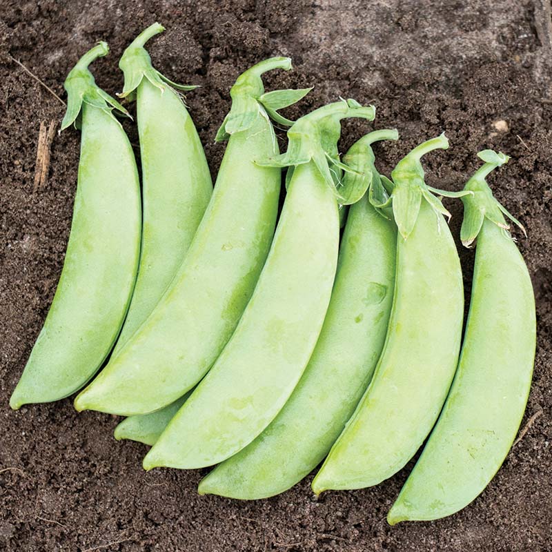 Pea Cascadia Seed