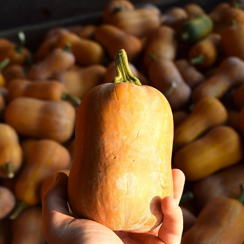 Squash Honeynut Seed