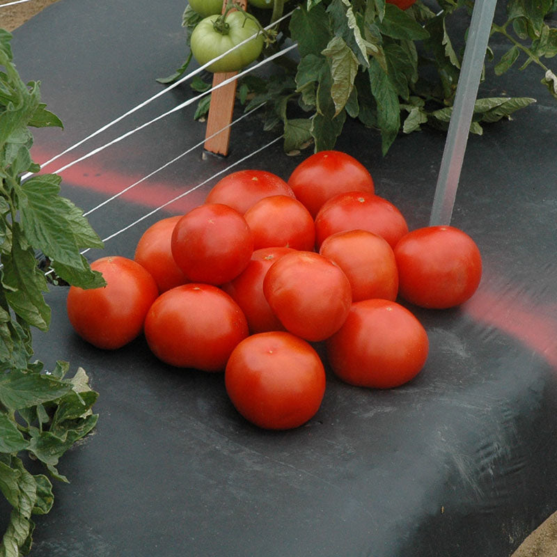 Tomato Red Mountain F1 Seed