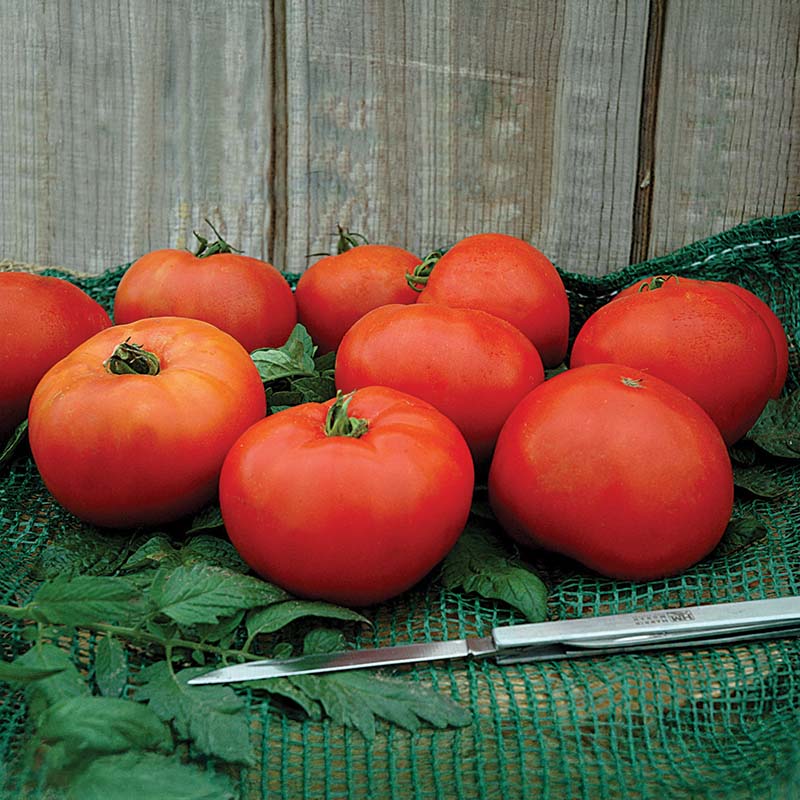Tomato Red Mountain F1 Seed