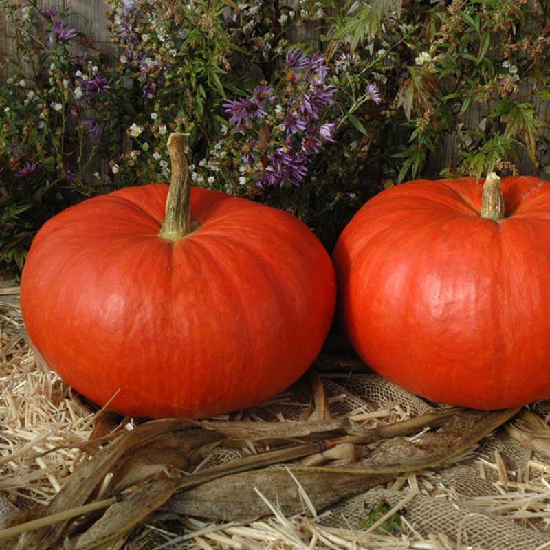 Pumpkin Rouge Vif D'Etampes Seed