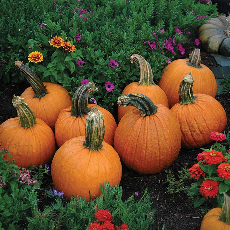 Pumpkin Wolf Seeds