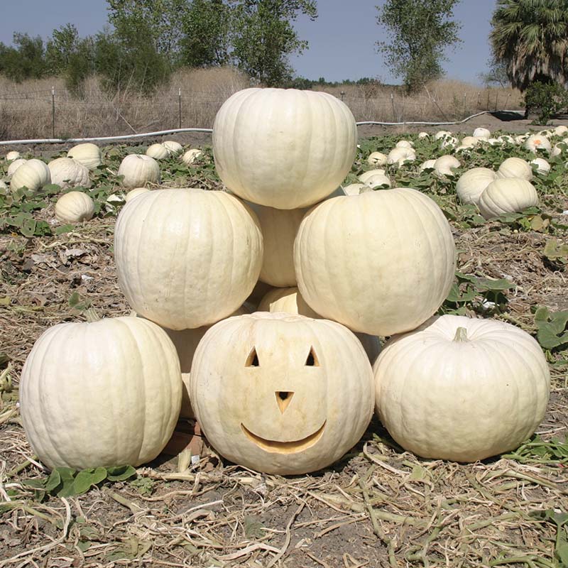 Pumpkin Full Moon Seed