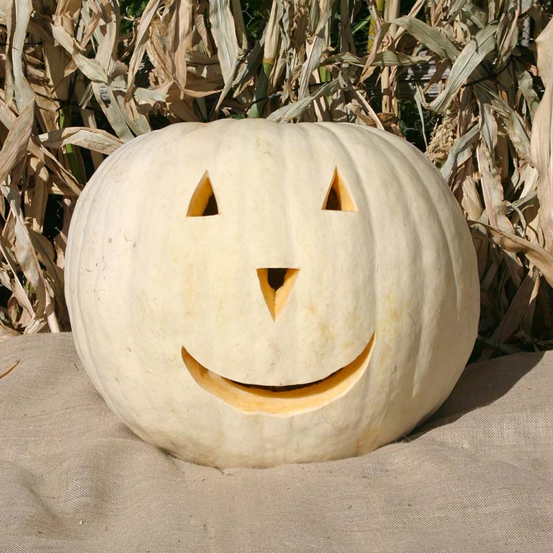 Pumpkin Full Moon Seed