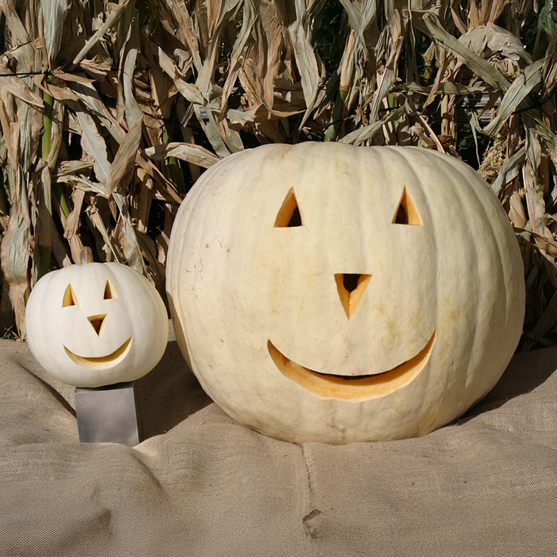 Pumpkin Full Moon Seed