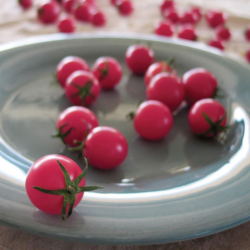 Tomato Sweet Treats F1 Seed