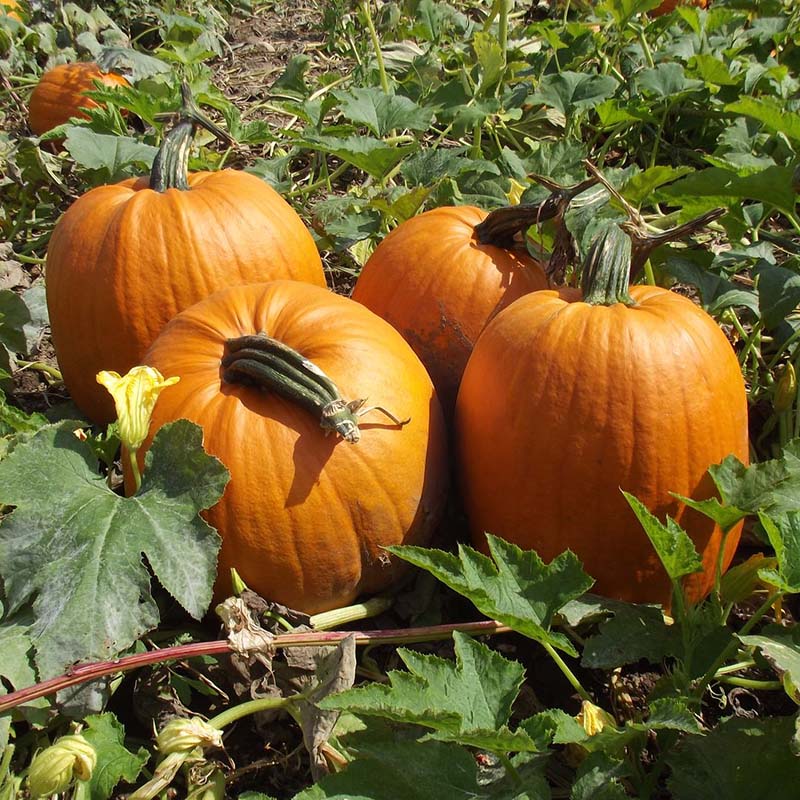 Pumpkin Early King F1 Seed