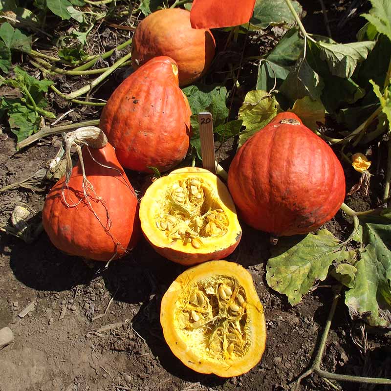 Squash Red October F1 Seed