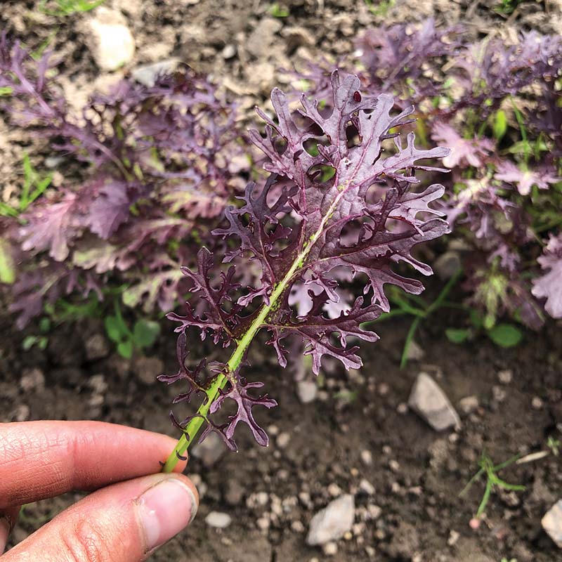 Mustard Scarlet Frill Seed