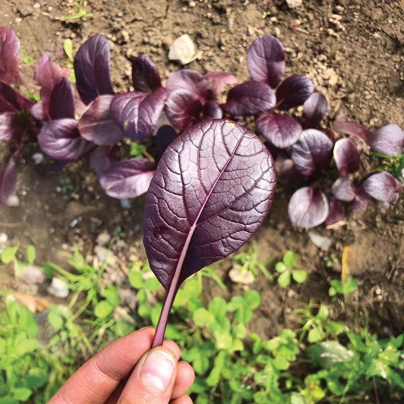 Pak Choi Purple BV950 Seed