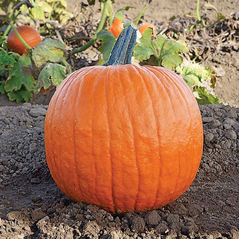 Pumpkin Zeus F1 Seed