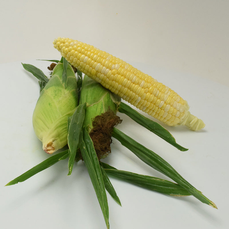 Sweet Corn Latte F1 Seed
